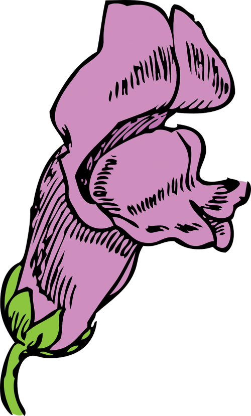 snapdragon flower pink