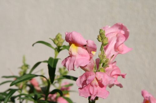 snapdragon loewenmaeulchen blossom