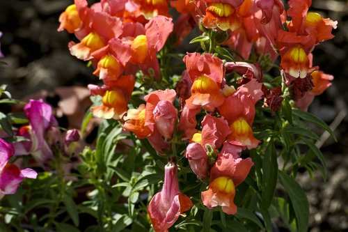 snapdragon  garden  flower garden