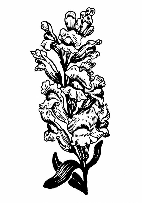 Snapdragon Flower Illustration