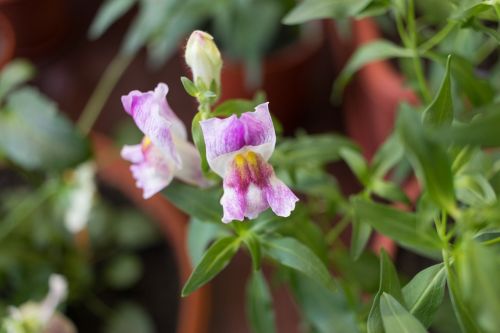 snapdragons flower plant