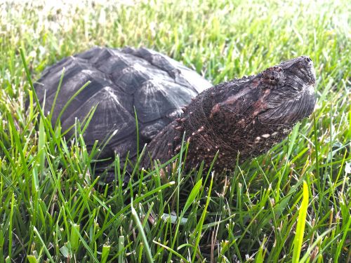 snapping turtle snapper