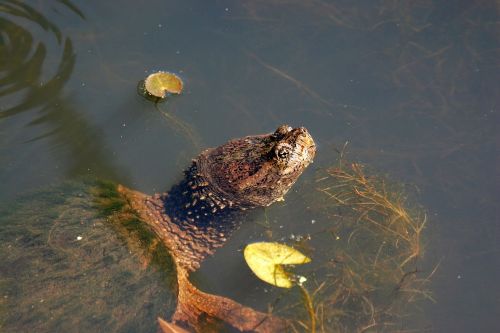 snapping turtle water reptile