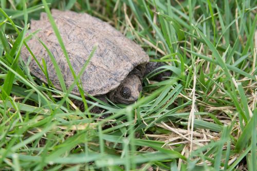 snapping turtle animal nature