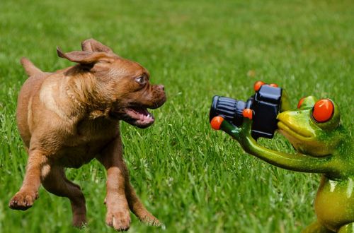 snapshot photograph dog