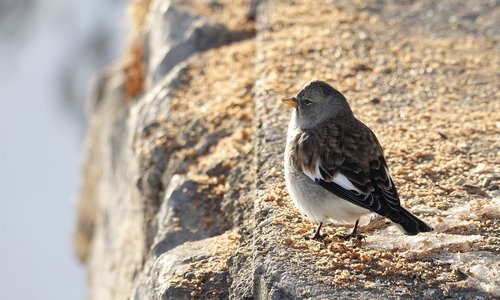 sneeuwvink  bird  songbird