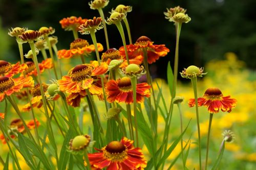 sneezeweed flower orange