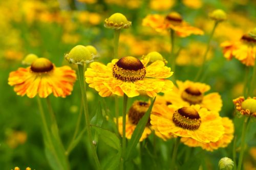 sneezeweed yellow flower