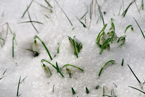 Snowdrops