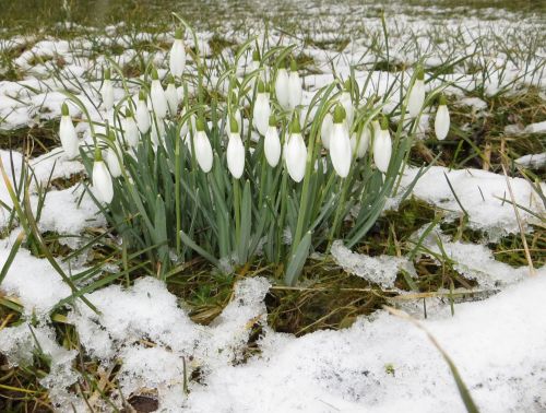 Snowdrops Under Snow