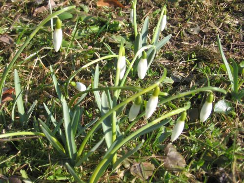 Snowdrops