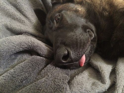 snout dog sleeps