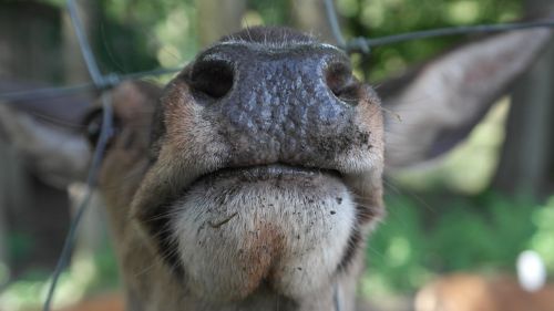 snout red deer nostrils