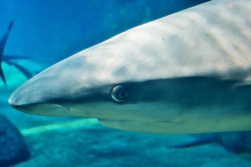 Snout Of Shark In Aquarium