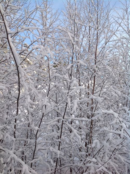 snow branches winter