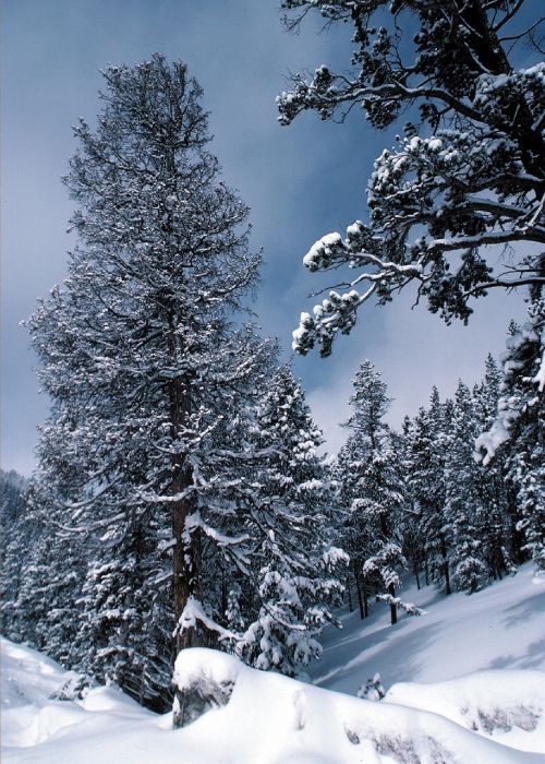 snow forest winter