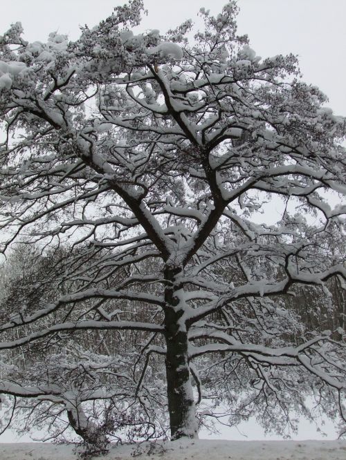 snow winter tree