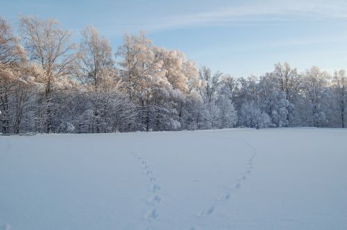 snow forest snow landscape