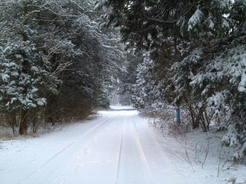 snow track trees