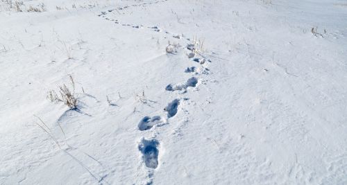 snow footprint cold
