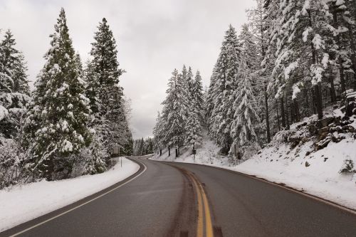 snow trees road