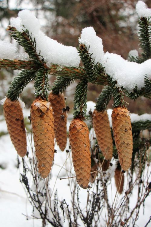 snow winter pine cones