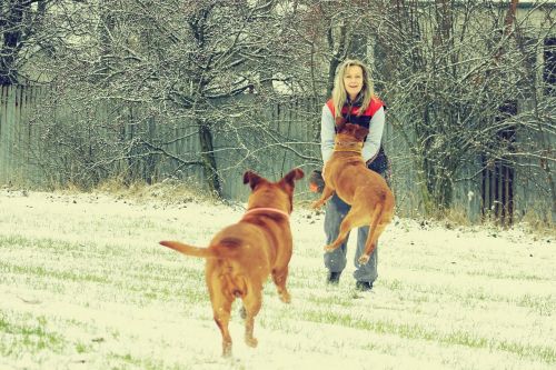 snow dog bordeaux