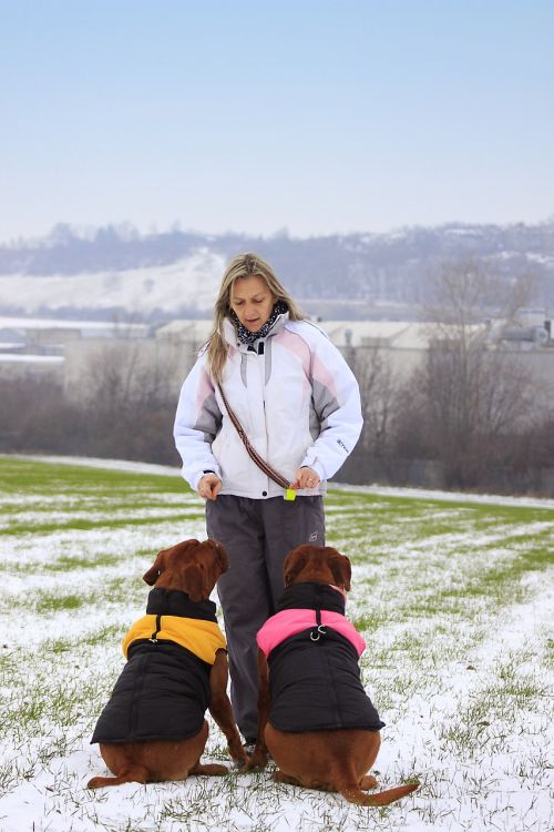 snow dog bordeaux