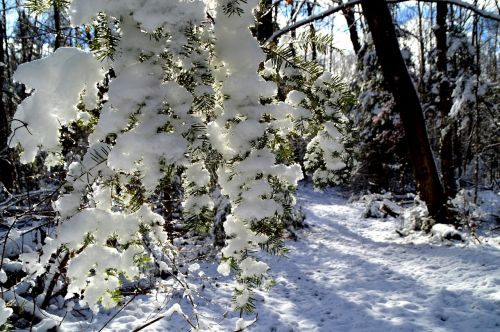 snow nature winter