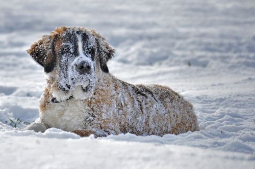 snow dog dog in the snow