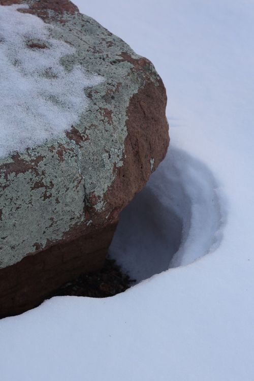 snow lichens rock