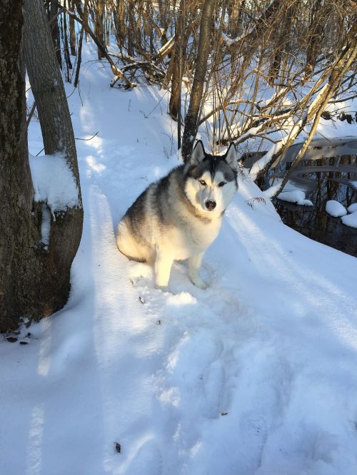 snow dog pet