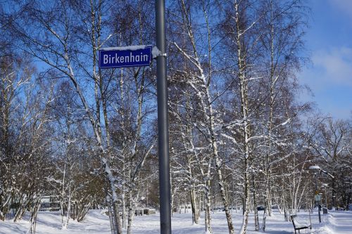 snow winter birch