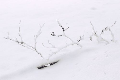 snow winter branch