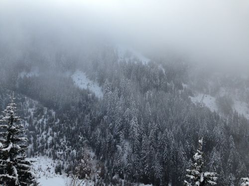 snow trees pine trees