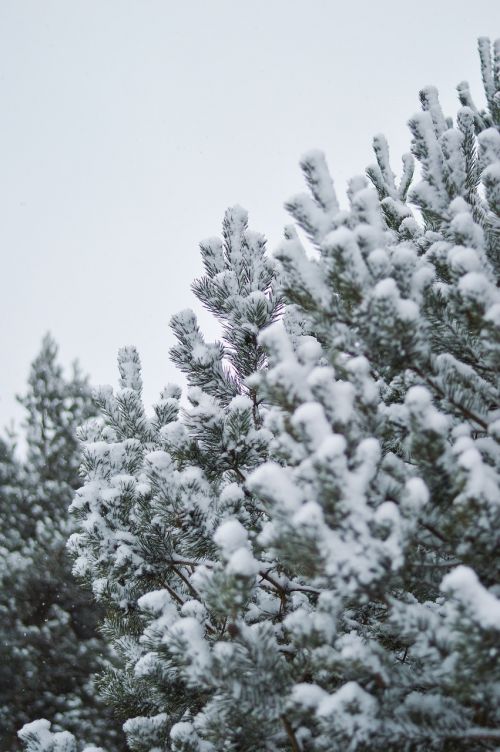snow pine tree winter