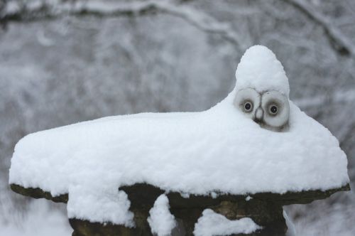 snow owl winter