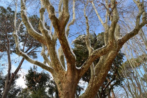 tree snow plane