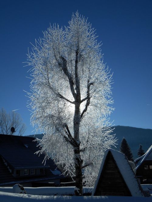 snow tree ice