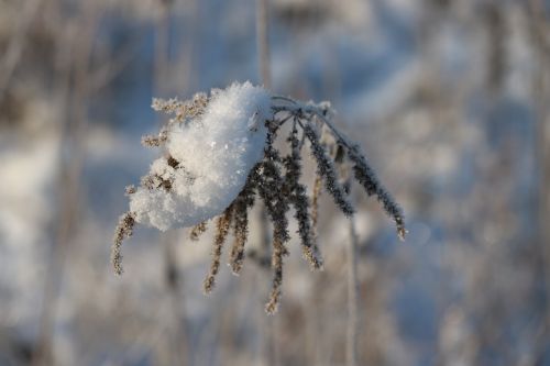 snow ice winter