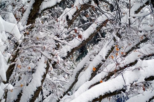 snow trees winter