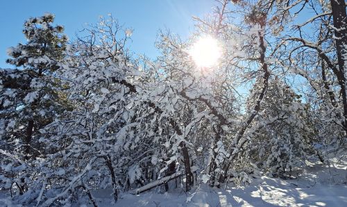 snow winter sunshine