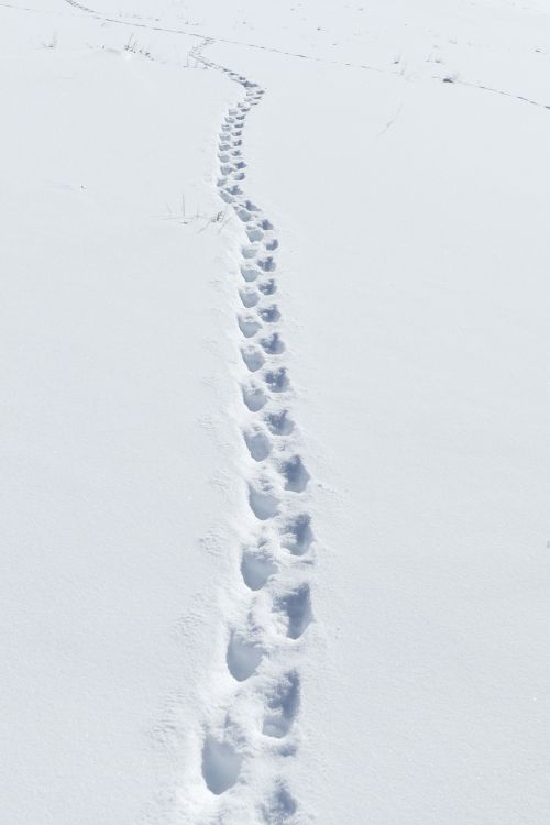 snow badger tracks wildlife