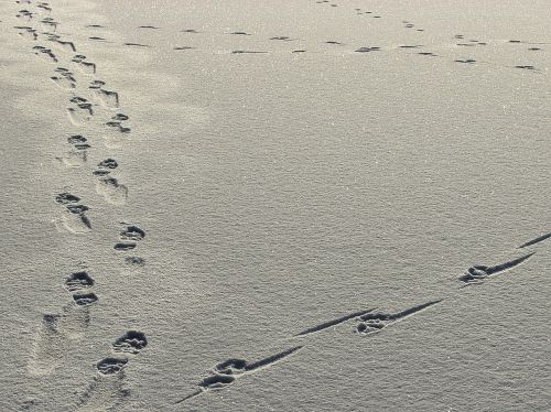 snow tracks winter