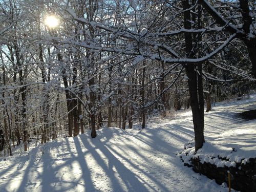 snow trees sunlight