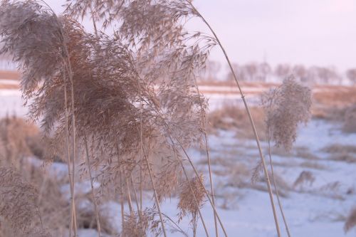 snow winter