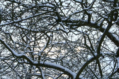 snow trees winter