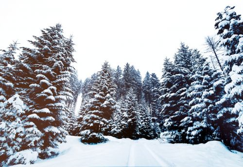 snow pine trees winter