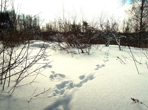 snow rabbit hare tracks