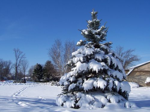 snow christmas tree blue sky